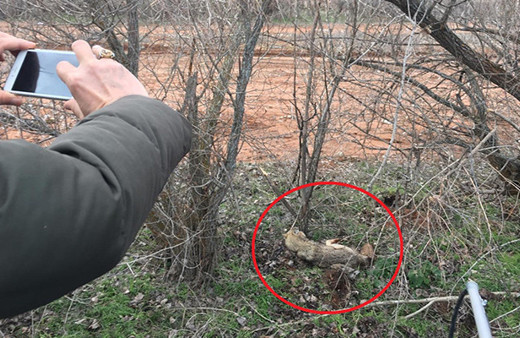 Köylüler fark etti ama korkudan yaklaşamadı!