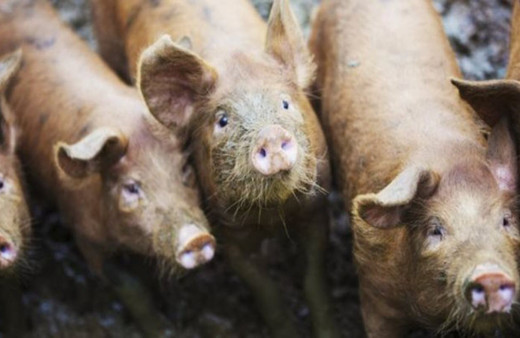 56 yaşındaki kadını 'beslediği domuzlar yedi'