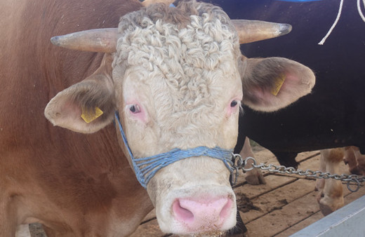 En ucuz kurbanlık nerede A101 -Migros -Carrefour kurban fiyatları