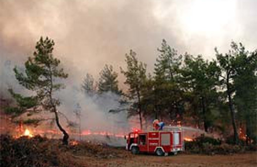 Mudanya'da 25 dönüm zeytinlik yandı
