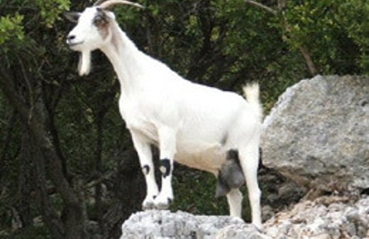 Bu hayvanın sütü anne sütü gibi