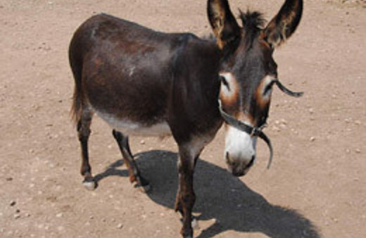 Eşek şakası gibi: 1 ölü!