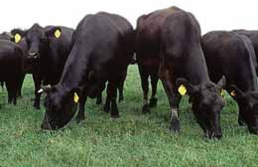 Kurbanlıklarda domuz yemi şüphesi 