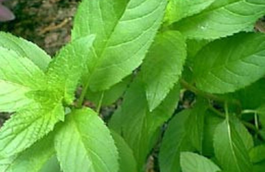 Migrenin çaresi 'Nane'nin ta kendisi!