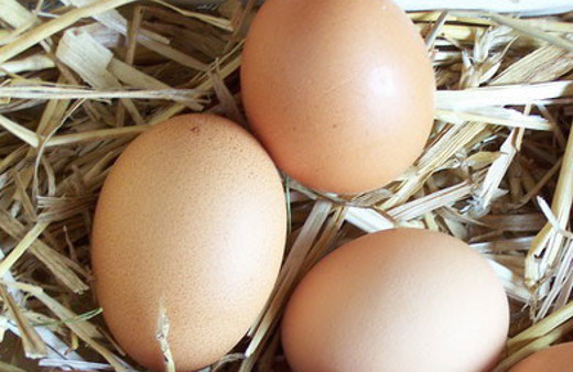 Kuluçka makinesi icat etti