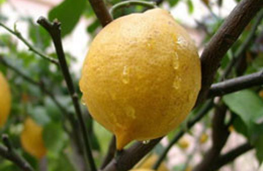 Japonya'ya bilin bakalım ne satacağız?