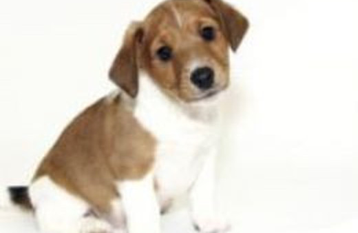 Egzamanın çaresi köpeklerde!