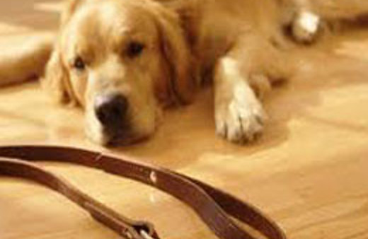 Kalp hastalarına köpek tavsiyesi!