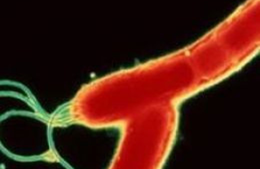 Bakteri işe yarar mı demeyin!