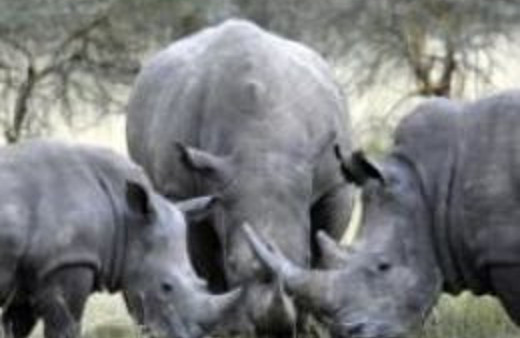 Gergedan boynuzu altından bile değerli 