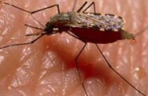 Ayak kokunuz onları uzaklaştırıyor