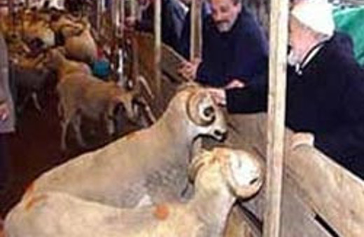 Kurbanlık fiyatları belli olmaya başladı