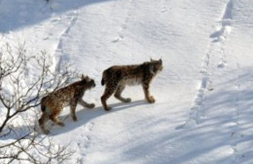 İlk defa bu kadar yakına indiler!