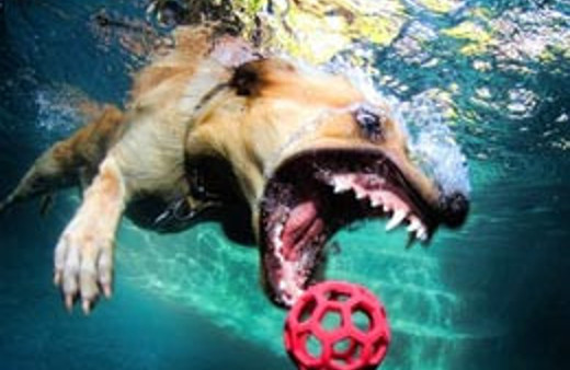 Tuzla Piyade Okulu'nda köpek skandalı