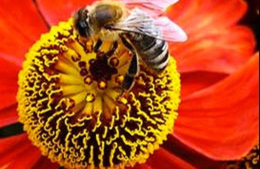 Arılar hakkında müthiş keşif