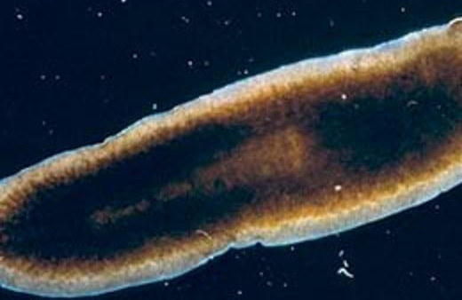 Ölümsüz canlıyı buldular!