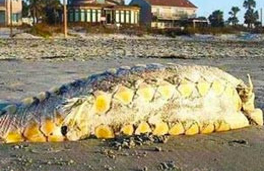 Sahilde 'canavar' paniği!