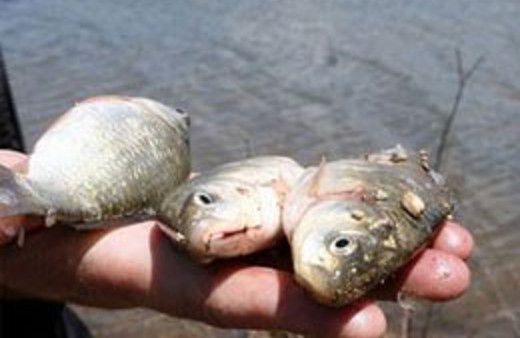 Sazan balığıyla bakın nasıl dolandırdı