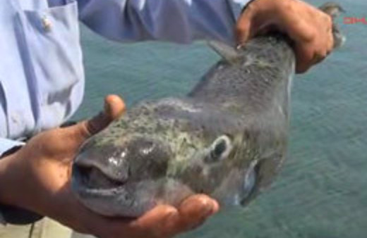 Bodrumluları korku sardı