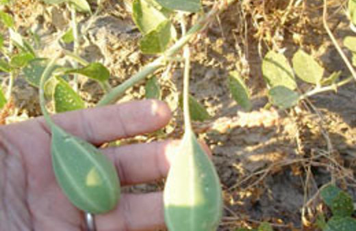 MS hastalığında umut veren gelişme