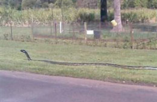 Dev yılan binlerce evin elektiriğini kesti