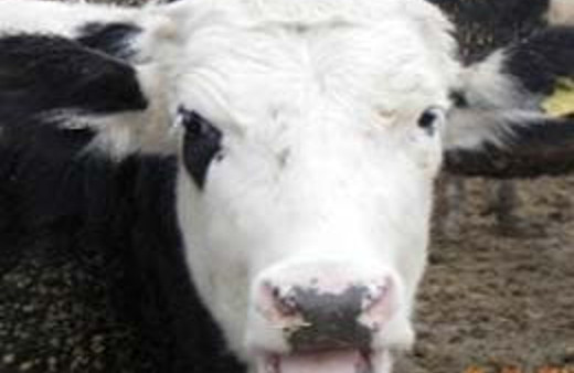 Öyle bir inek üretecekler ki..