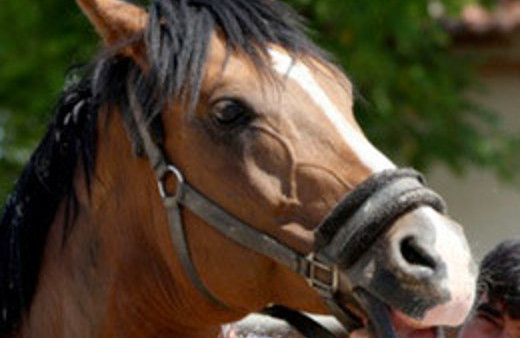 Şampiyon at çiftleşirken öldü!