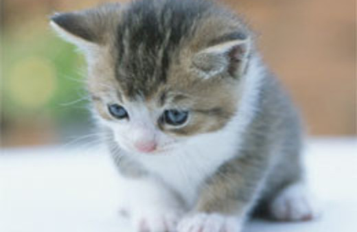 'Bir kedim bile yok' mu diyorsunuz!