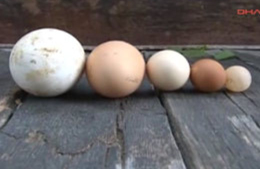 Sivaslıları şoka uğratan yumurtalar!