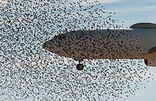 THY uçağı kuş sürüsüne daldı!