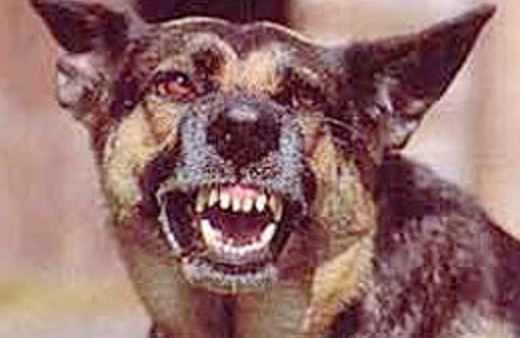 İstanbul'a&nbsp;kuduz aşısı bulundu!