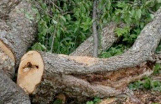 Bastığı dal kırılınca...