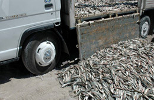 6 Ton İnci Kefali balığı imha edilecek 