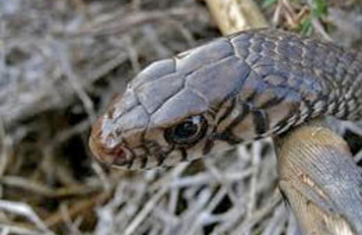 Nesli tükendiği sanılan bir yılan türü bulundu!