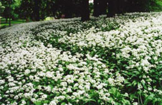 Mayıs çiçeğini dizlerine sarınca yandı