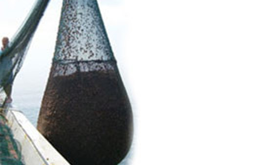 Marmara Denizi'nden çıkanlar şoke etti