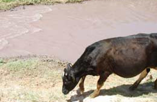 Başbakan Erdoğan bunu da durdursun!