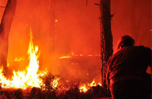 Mangal keyfi koca ormanı yok etti!