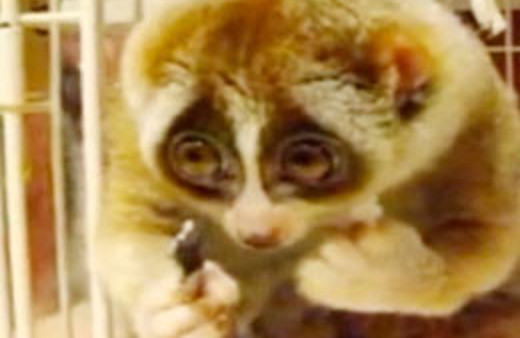 İşte internetin yeni fenomeni