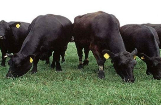 Et Balık Kurumu'nda leş eti skandalı!