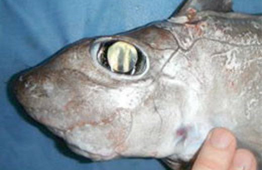 Şaşırtıcı köpekbalığı türleri keşfedildi!