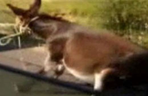 Hayvana böyle eziyet ettiler!