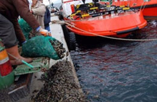 7 ton midye denize döküldü