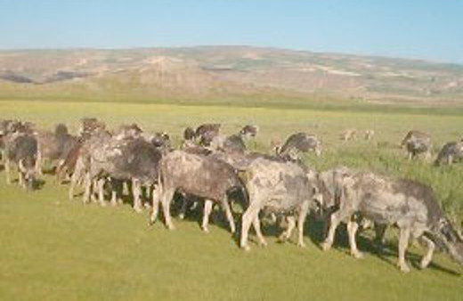 Bu da terörün başka yüzü!