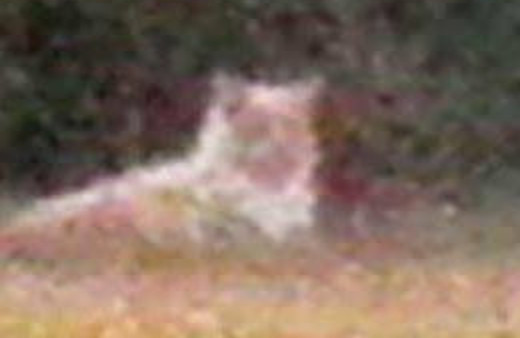 Ülkeyi ayağa kaldıran aslan meğer...