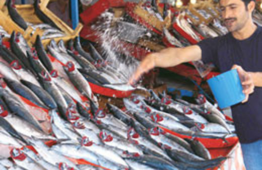 Palamut bu yıl bol olacak