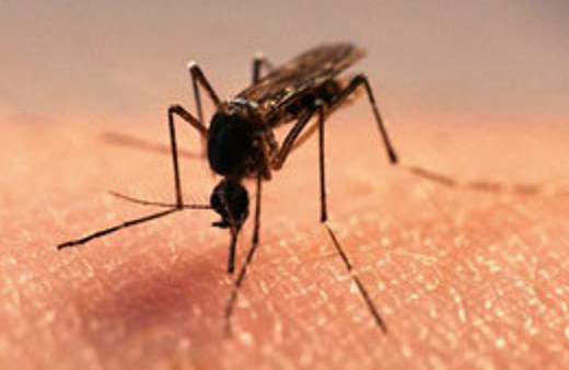 Boğazına kaçan sineği öldürmek için tarım ilacı içti!