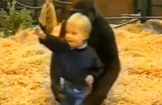 Bebek dev gorile emanet