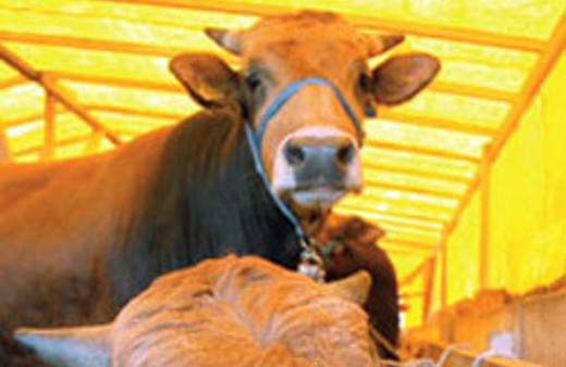 Otomobil fiyatına kurbanlık!