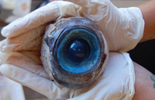 Görenleri hayrete düşüren dev göz